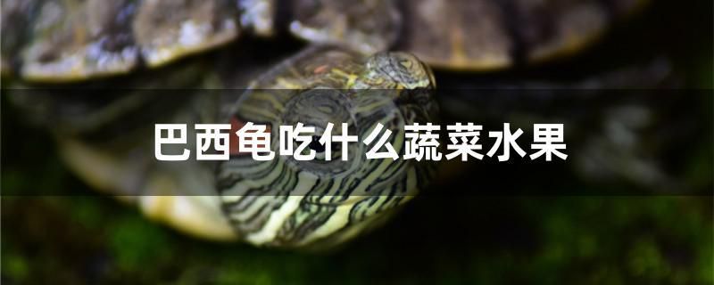 魚缸用增氧泵價格是多少:魚缸增氧機-xtrac增氧機-xtrac增氧機 魚缸公司擺放位置風水圖片大全( 公司魚缸擺放位置風水禁忌) 馬印水族 魚缸公司擺放位置風水圖片大全( 公司魚缸擺放位置風水禁忌) 魚缸公司擺放位置風水圖片大全( 公司魚缸擺放位置風水禁忌) 馬印水族