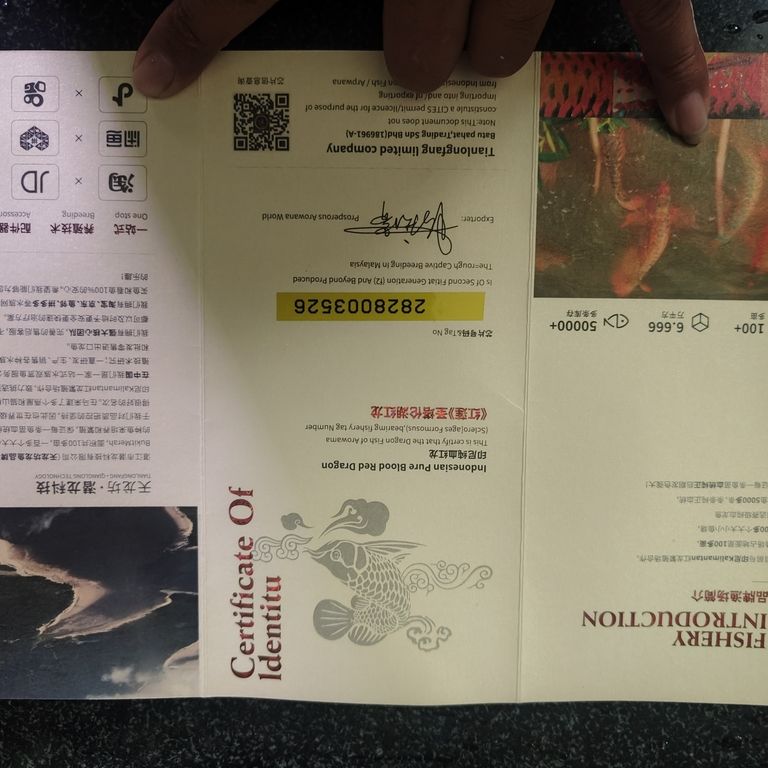 上岸整套出售 上岸整套出售 龍魚(yú)論壇 第1張