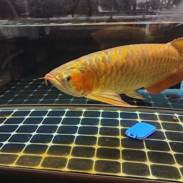 上岸整套出售 上岸整套出售 龍魚(yú)論壇 第2張