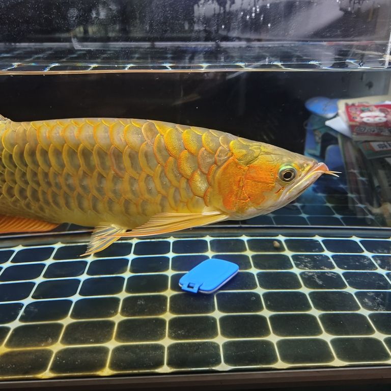 上岸整套出售 上岸整套出售 龍魚(yú)論壇 第3張
