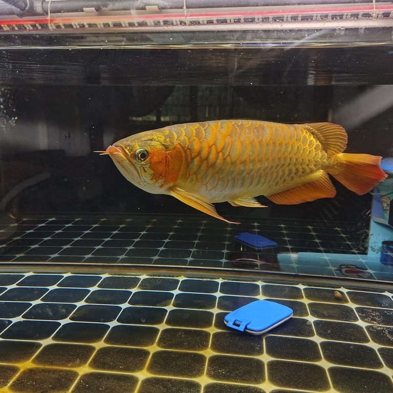 上岸整套出售 上岸整套出售 龍魚(yú)論壇 第4張