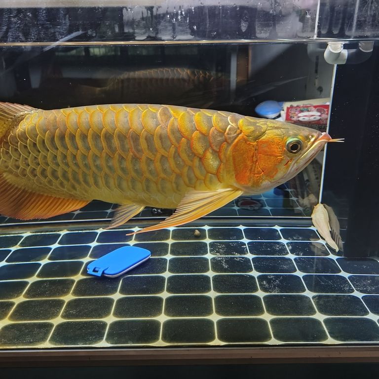 上岸整套出售 上岸整套出售 龍魚(yú)論壇 第5張