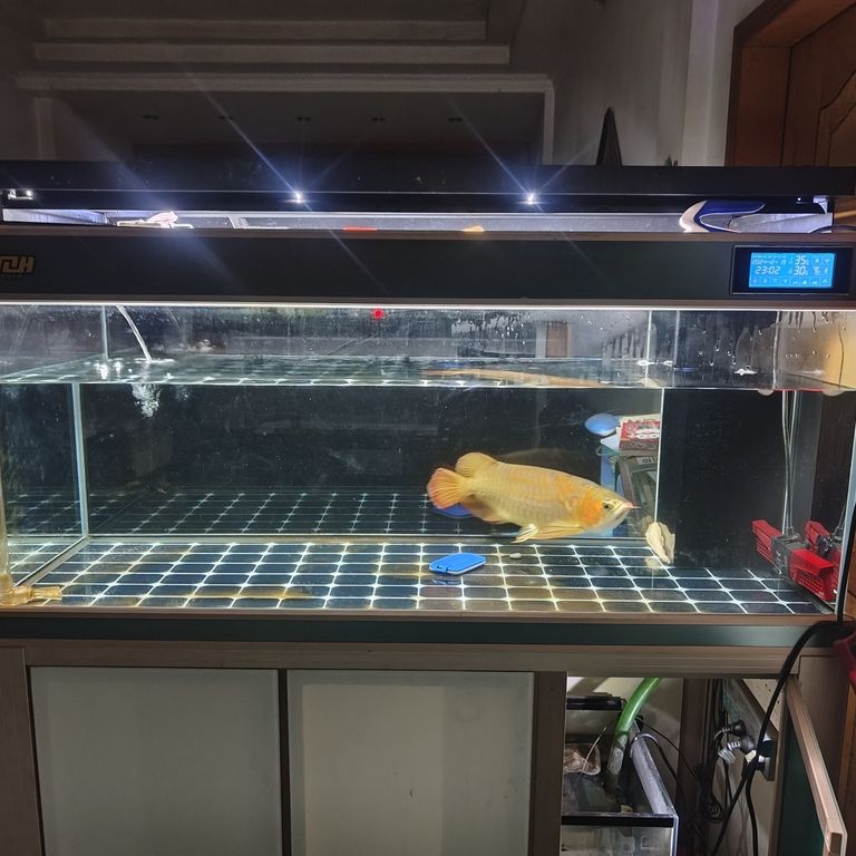 上岸整套出售 上岸整套出售 龍魚(yú)論壇 第6張