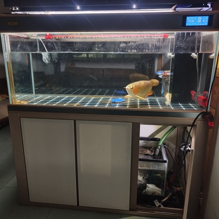 上岸整套出售 上岸整套出售 龍魚(yú)論壇 第7張
