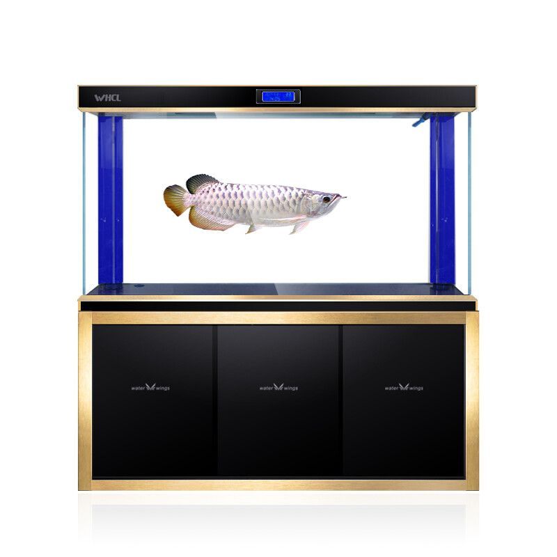 yee底濾魚缸怎么樣：yee底濾魚缸優缺點 yee底濾魚缸怎么樣：yee底濾魚缸優缺點 yee 第4張