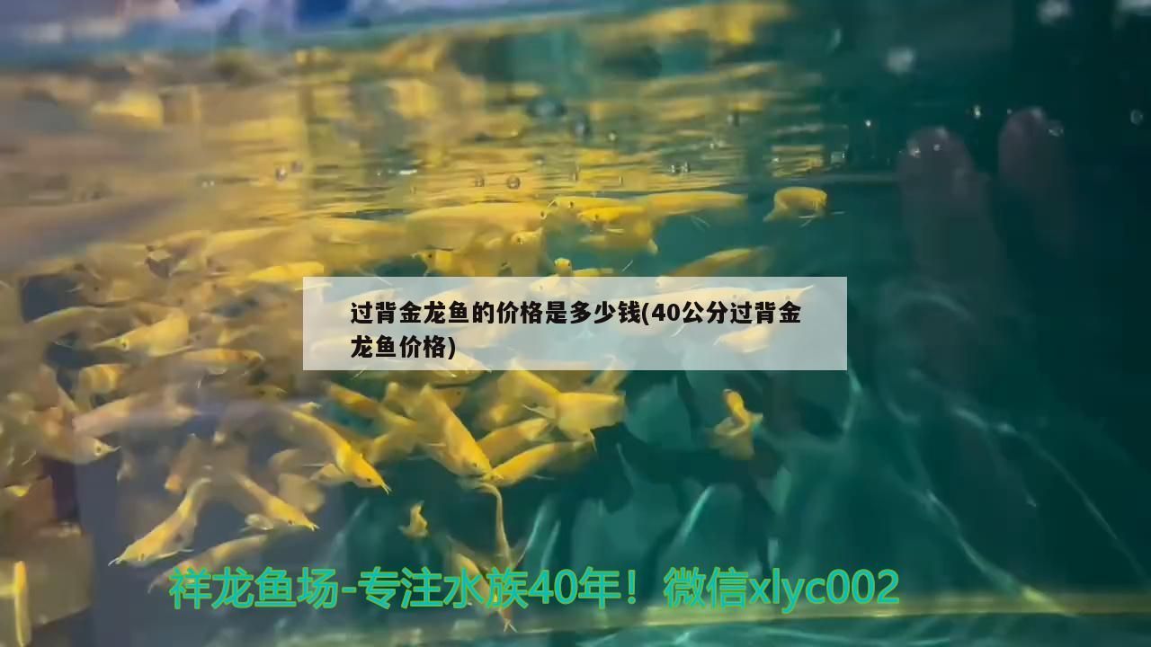 過背金龍魚的價格是多少錢(40公分過背金龍魚價格)