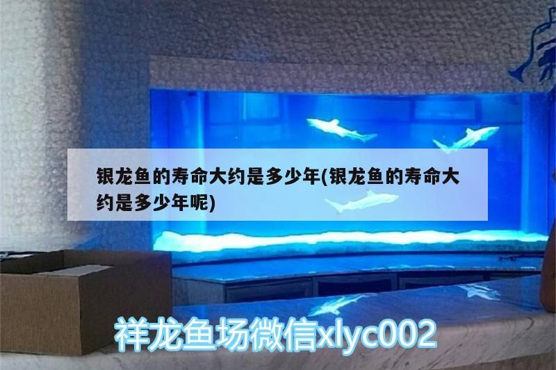 銀龍魚的壽命大約是多少年(銀龍魚的壽命大約是多少年呢)