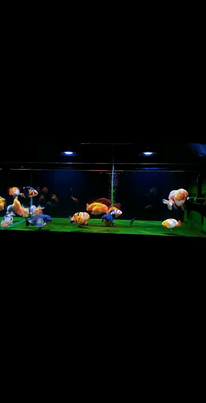 虎魚天天黑來點赤瞳黃金 練手魚養了2個月了 龍魚論壇 練手魚養了2個月了 練手魚養了2個月了 龍魚論壇