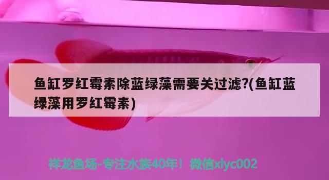 魚缸羅紅霉素除藍綠藻需要關過濾？(魚缸藍綠藻用羅紅霉素)