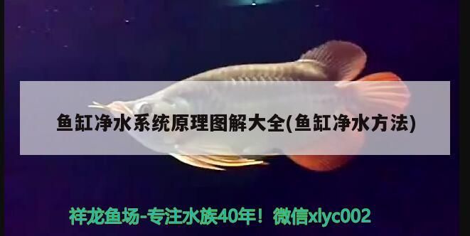 魚缸凈水系統(tǒng)原理圖解大全(魚缸凈水方法)