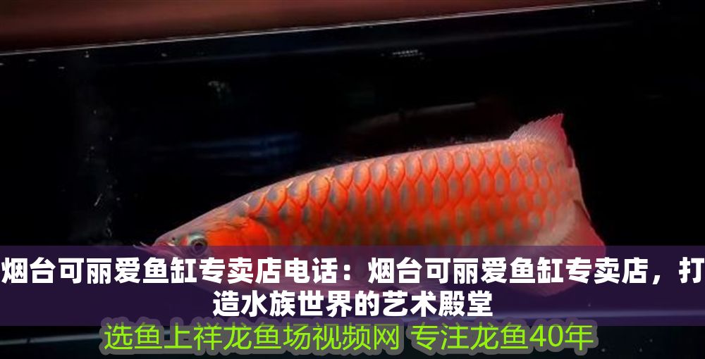 煙臺(tái)可麗愛魚缸專賣店電話：煙臺(tái)可麗愛魚缸專賣店，打造水族世界的藝術(shù)殿堂
