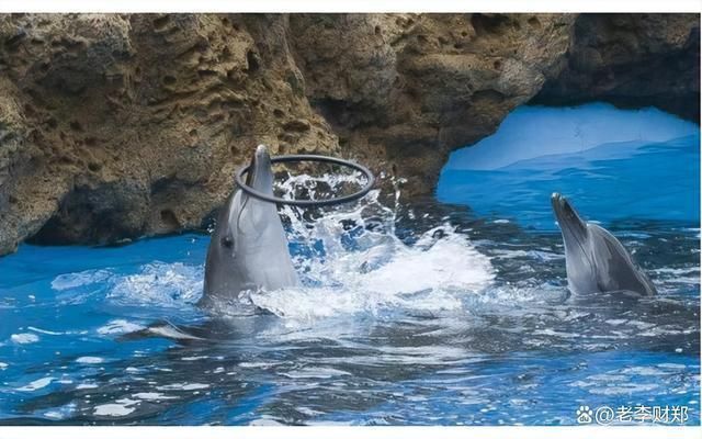 水族館發展前景如何(中國水族館行業發展迅猛) 水族館百科(水族館加盟) 第5張 水族館發展前景如何(中國水族館行業發展迅猛) 水族館發展前景如何(中國水族館行業發展迅猛) 水族館百科(水族館加盟) 第5張