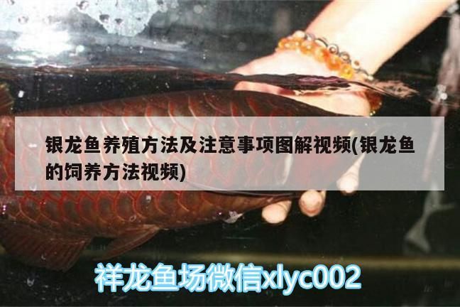 銀龍魚養(yǎng)殖方法及注意事項圖解視頻(銀龍魚的飼養(yǎng)方法視頻) 銀龍魚養(yǎng)殖方法及注意事項圖解視頻(銀龍魚的飼養(yǎng)方法視頻) 銀龍魚百科