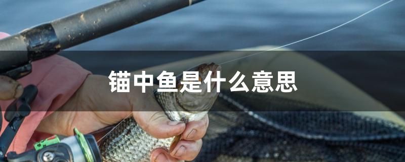 錨中魚是什么意思 錨中魚是什么意思 元寶鳳凰魚百科