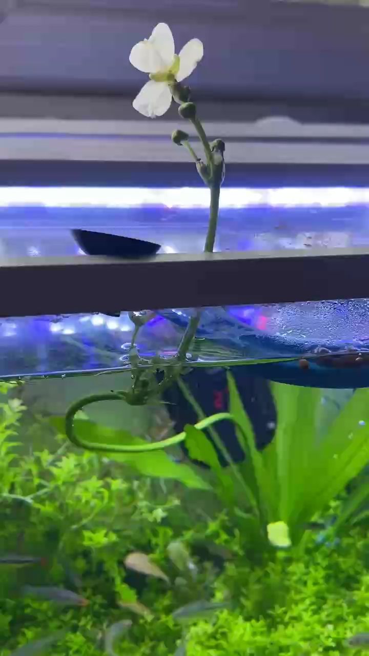 鸚鵡魚和銀龍魚混養怎樣喂食 小花 龍魚論壇 小花 小花 龍魚論壇