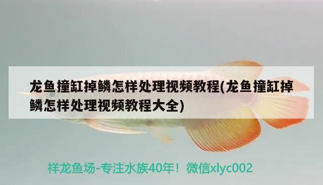 龍魚撞缸掉鱗怎樣處理視頻教程(龍魚撞缸掉鱗怎樣處理視頻教程大全)