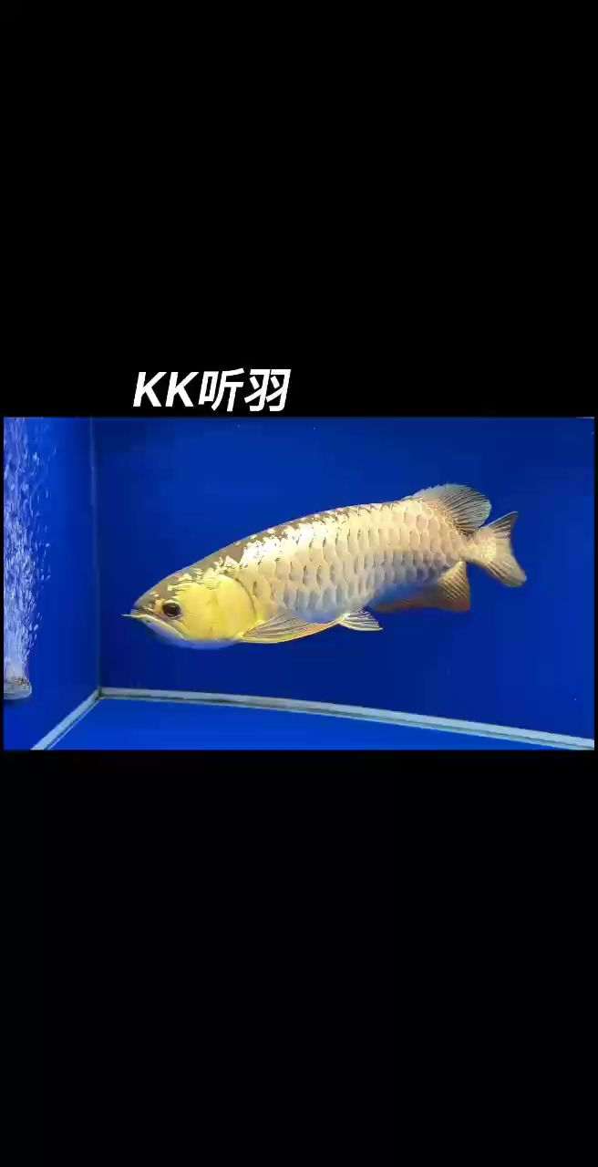 古典過(guò)背金龍 古典過(guò)背金龍 龍魚(yú)論壇