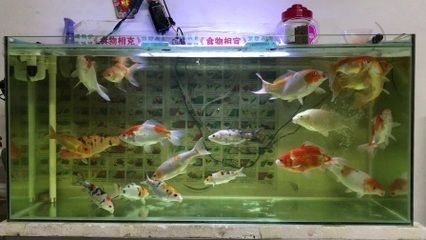 80的魚缸適合養幾條錦鯉：80厘米長的魚缸適合養多大的錦鯉 80的魚缸適合養幾條錦鯉：80厘米長的魚缸適合養多大的錦鯉 魚缸百科 第4張