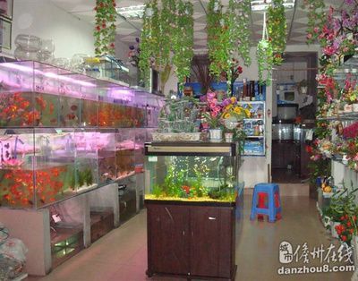 水族館店里買什么花合適圖片（適合在水族館購買的植物有哪些）