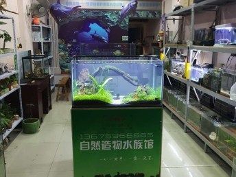 水族館店里買什么花合適圖片（適合在水族館購買的植物有哪些）