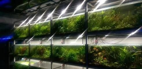 水族館店里買什么花合適圖片（適合在水族館購買的植物有哪些）