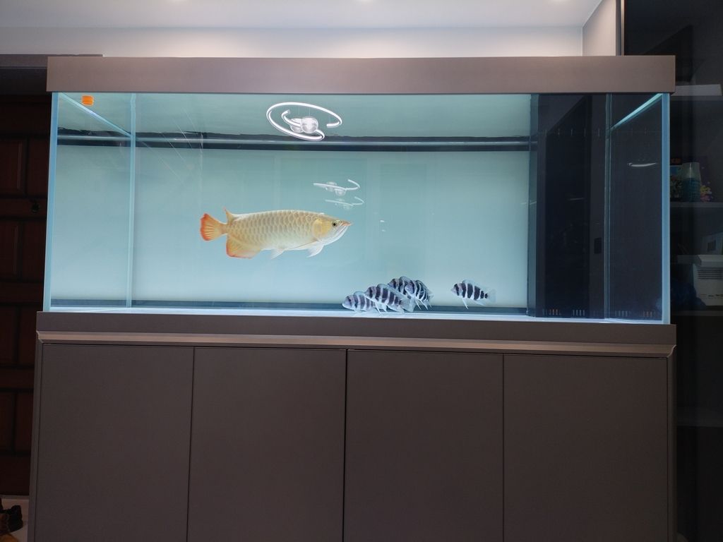 新征程開始 龍魚論壇 第1張 新征程開始 新征程開始 龍魚論壇 第1張