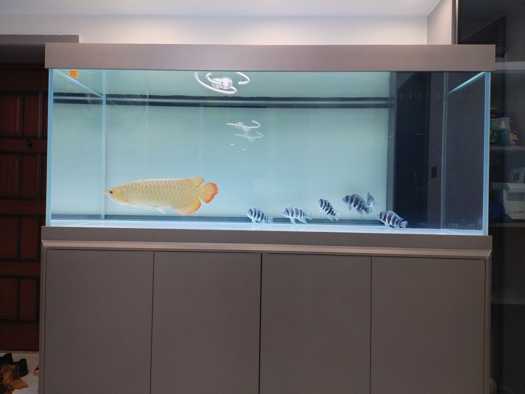 新征程開始 龍魚論壇 第2張 新征程開始 新征程開始 龍魚論壇 第2張