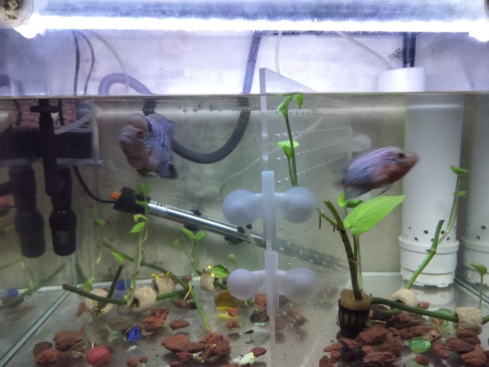 頭座越來(lái)越明顯！ 頭座越來(lái)越明顯！ 龍魚(yú)論壇 第1張