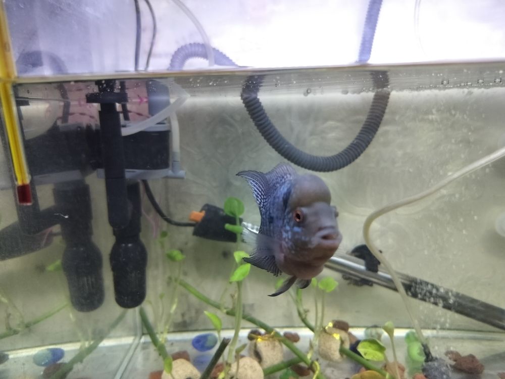 頭座越來(lái)越明顯！ 頭座越來(lái)越明顯！ 龍魚(yú)論壇 第2張