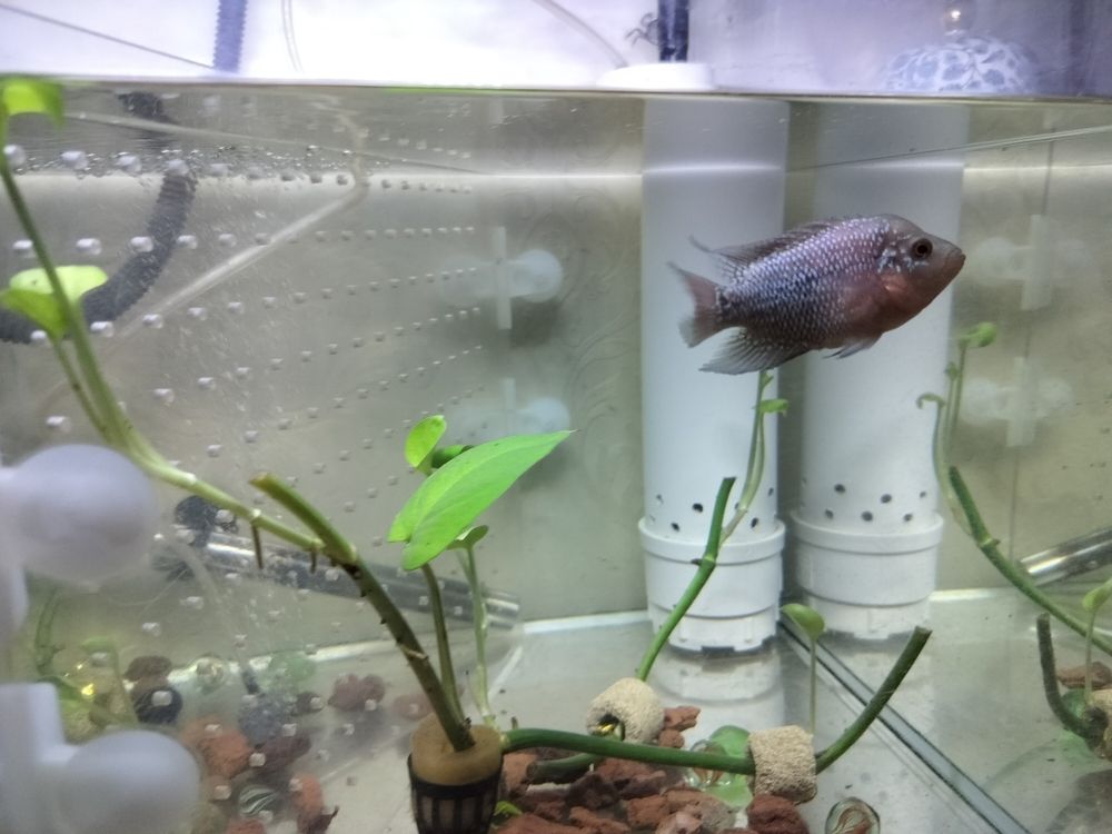 頭座越來(lái)越明顯！ 頭座越來(lái)越明顯！ 龍魚(yú)論壇 第3張