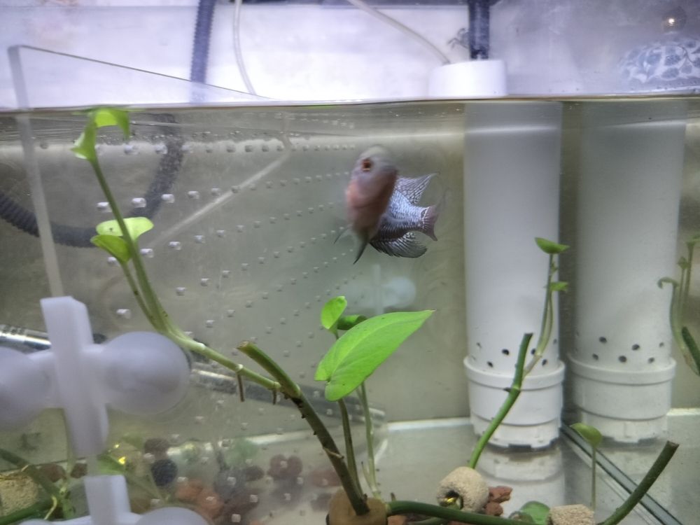 頭座越來(lái)越明顯！ 頭座越來(lái)越明顯！ 龍魚(yú)論壇 第4張