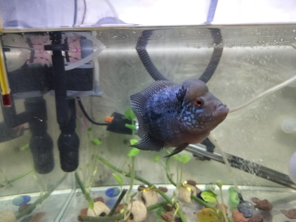 頭座越來(lái)越明顯！ 頭座越來(lái)越明顯！ 龍魚(yú)論壇 第5張