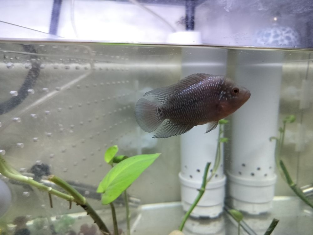 頭座越來(lái)越明顯！ 頭座越來(lái)越明顯！ 龍魚(yú)論壇 第6張
