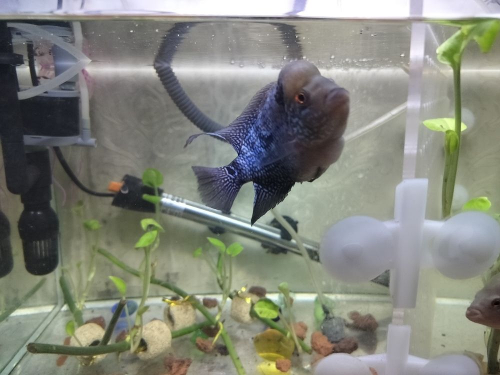 頭座越來(lái)越明顯！ 頭座越來(lái)越明顯！ 龍魚(yú)論壇 第7張