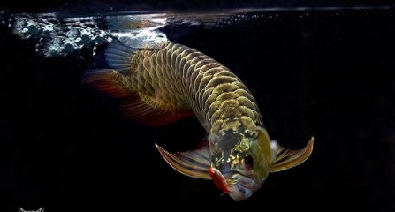 怎么給魚換水小魚缸里的水（怎么給魚換水小魚缸里的水變清澈）