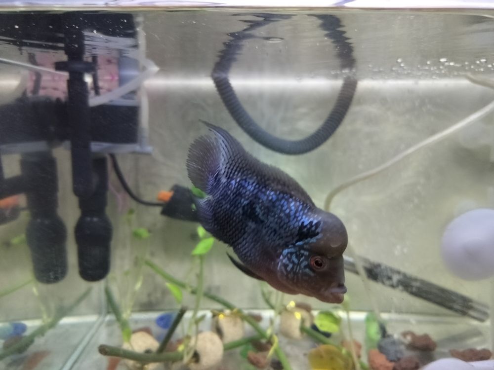 紅龍魚配魚有哪些注意事項，紅龍魚配魚有哪些注意事項，