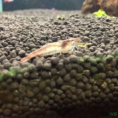 KOTOBUKI是什么魚缸：kotobuki魚缸品牌kotobuki魚缸使用注意事項