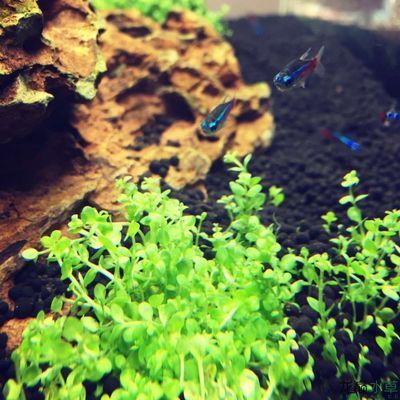 KOTOBUKI是什么魚缸：kotobuki魚缸品牌kotobuki魚缸使用注意事項