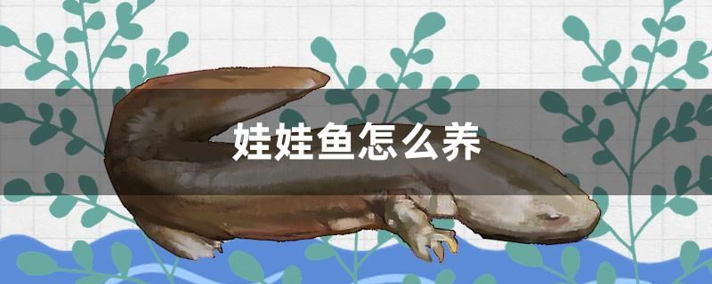 娃娃魚(yú)怎么養(yǎng) 娃娃魚(yú)怎么養(yǎng) 九鼎魚(yú)缸