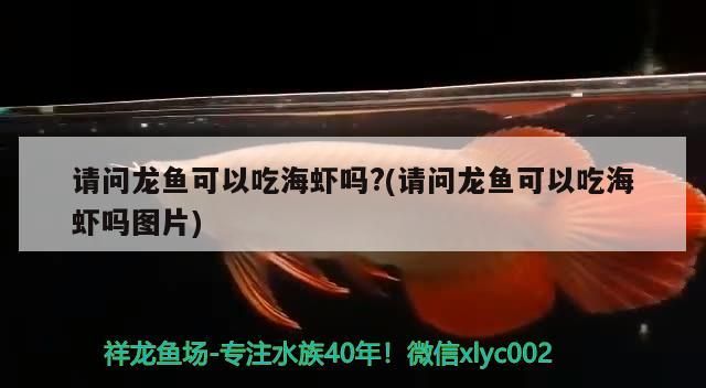 請問龍魚可以吃海蝦嗎?(請問龍魚可以吃海蝦嗎圖片)