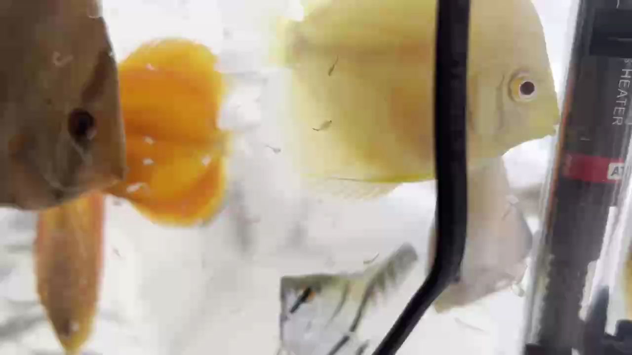 白化神仙眼神不好嗎