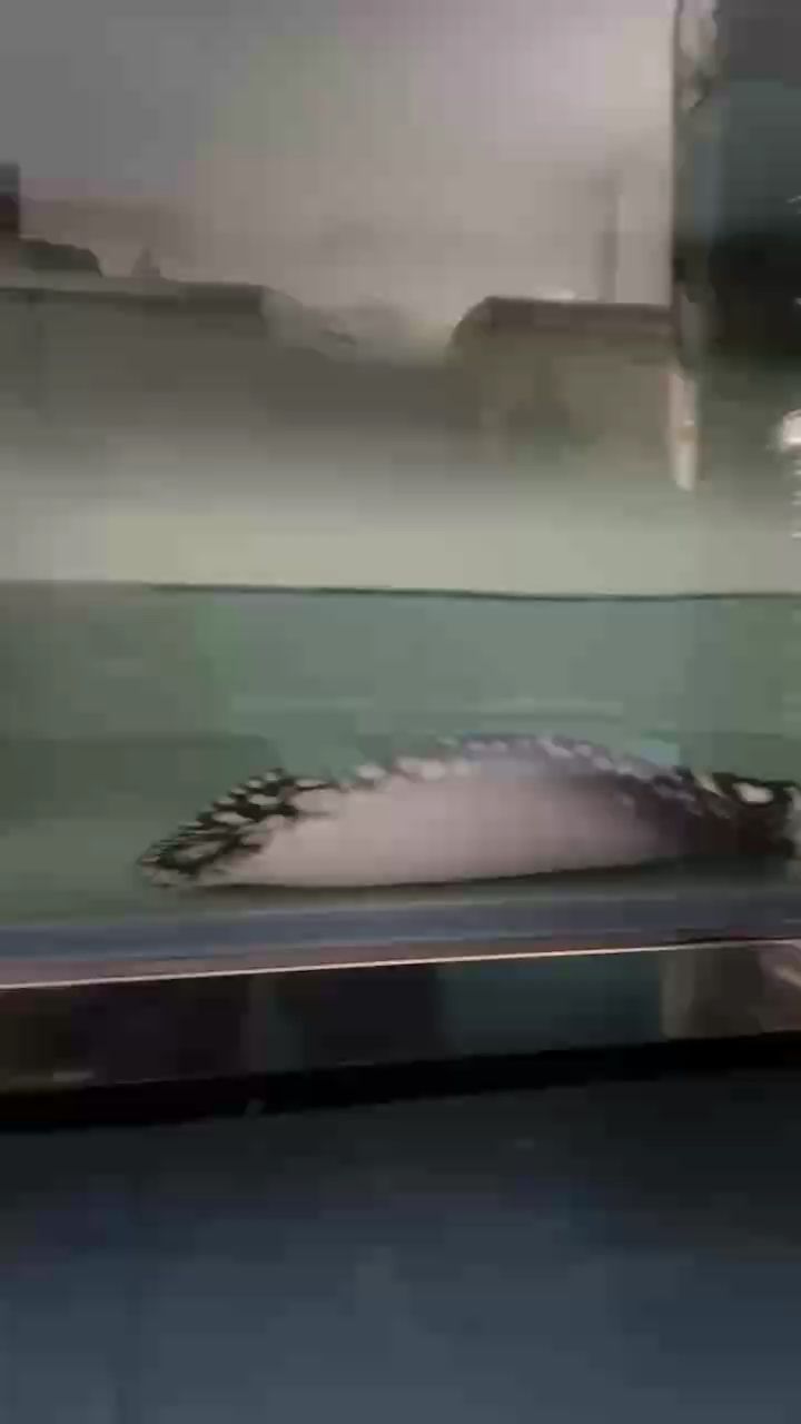 瓜熟落地