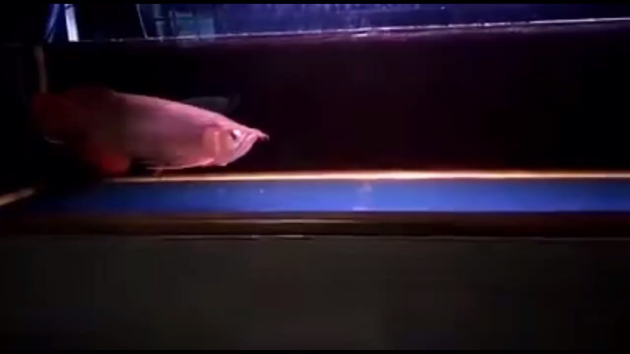 神仙魚魚缸高度（ 神仙魚一缸養幾個品種為好） 神仙魚魚缸高度（ 神仙魚一缸養幾個品種為好） 速倍妥魚糧魚藥