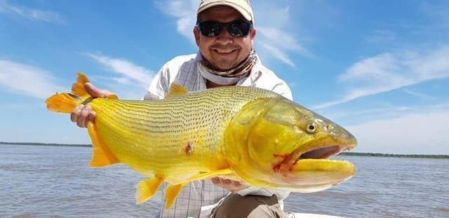 黃金河虎魚追星行為解析,黃金河虎魚的追星行為及其背后的生物學(xué)意義 虎魚百科 第5張 黃金河虎魚追星行為解析,黃金河虎魚的追星行為及其背后的生物學(xué)意義 黃金河虎魚追星行為解析,黃金河虎魚的追星行為及其背后的生物學(xué)意義 虎魚百科 第5張