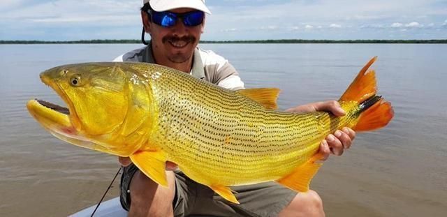 黃金河虎魚追星行為解析,黃金河虎魚的追星行為及其背后的生物學(xué)意義 虎魚百科 第4張 黃金河虎魚追星行為解析,黃金河虎魚的追星行為及其背后的生物學(xué)意義 黃金河虎魚追星行為解析,黃金河虎魚的追星行為及其背后的生物學(xué)意義 虎魚百科 第4張