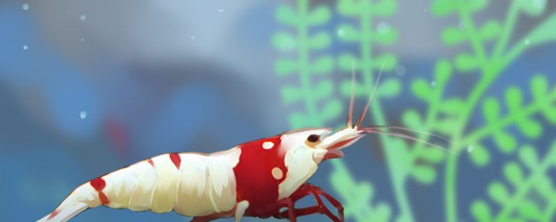 飼料 觀賞蝦死了要撈出來嗎觀賞蝦死因有哪些 黃金貓魚百科 觀賞蝦死了要撈出來嗎觀賞蝦死因有哪些 觀賞蝦死了要撈出來嗎觀賞蝦死因有哪些 黃金貓魚百科