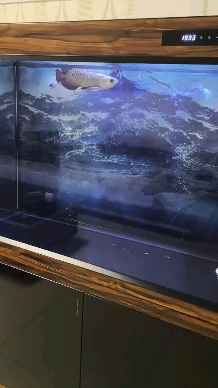 快樂每一天 快樂每一天 龍魚論壇
