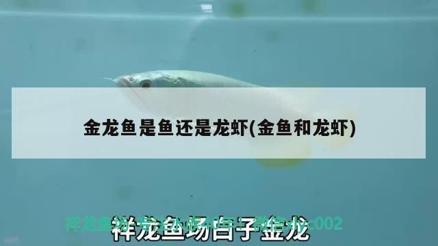 黃金貓魚活餌喂養常見問題（黃金貓魚活餌喂養的常見問題和解決方法黃金貓魚水質管理要點）