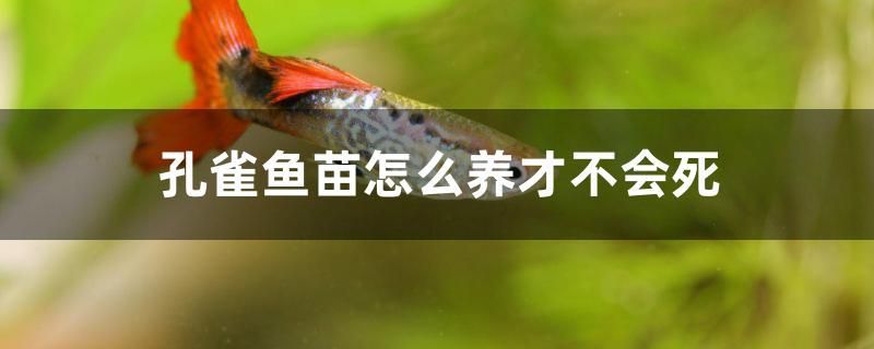 孔雀魚苗怎么養才不會死 孔雀魚苗怎么養才不會死 豬鼻龜百科