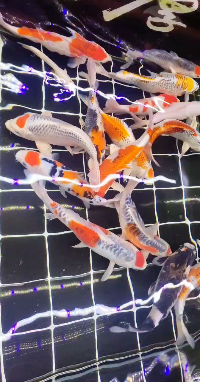 集中 集中 龍魚論壇